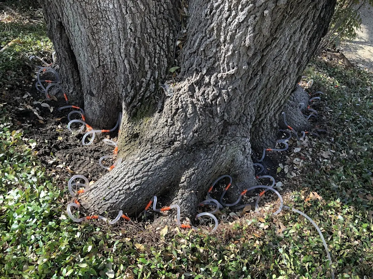 Detailed Tree Cabling and Bracing job site in Likely