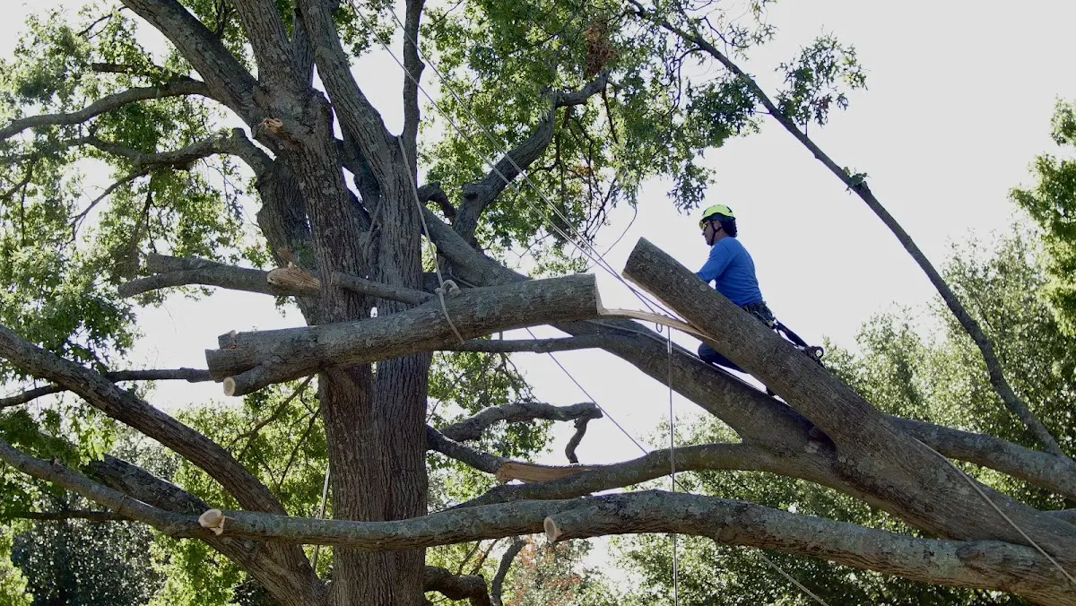 Professional Crown Thinning performed by certified arborists in Likely
