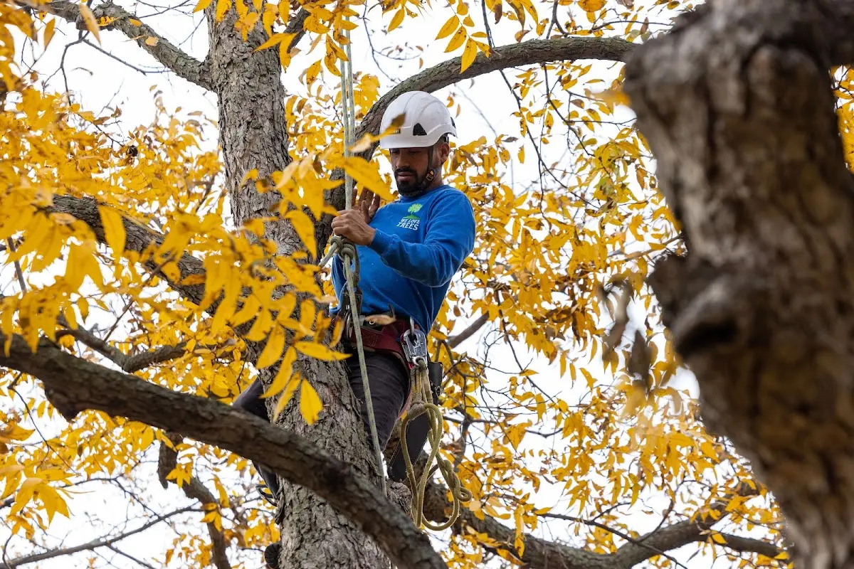 Skilled Storm Damage Cleanup crew working in Likely